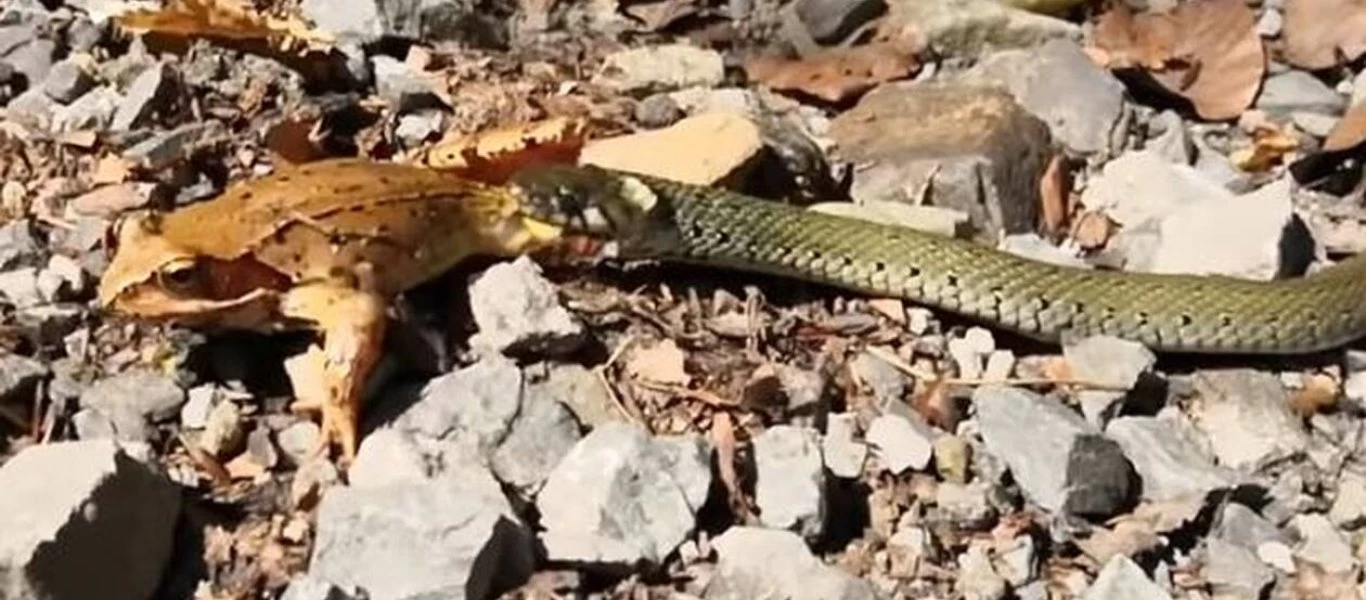 Βάτραχος δίνει σκληρή μάχη για να ξεφύγει από φίδι - Η συνέχεια... απλά σοκαριστική (φώτο-βίντεο)